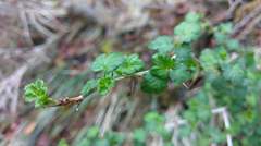 Ribes formosanum