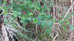 Ribes formosanum