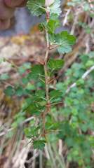 Ribes formosanum