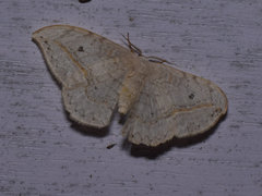 Drepana pallida