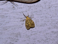 Pseudobarsine bombdilensis