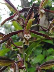 Catasetum saccatum