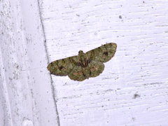 Aethalura leucozona