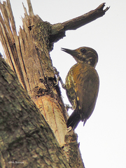 Chloropicus lugubris