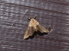 Agrotera basinotata
