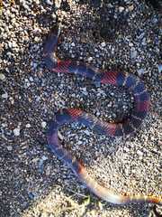 Atractus elaps