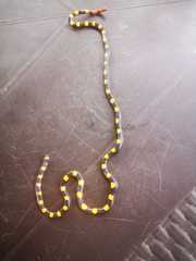 Micrurus narduccii melanotus