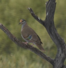 Phaps elegans