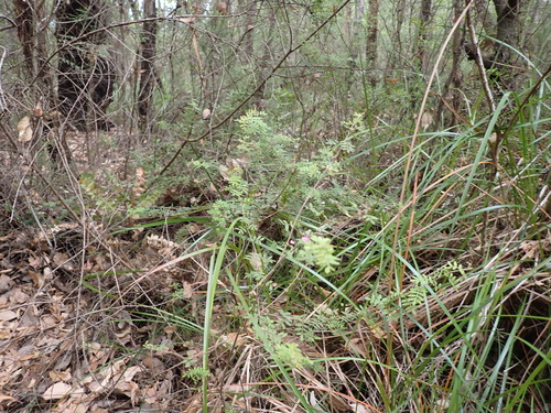 Karri Boronia (Boronia gracilipes)