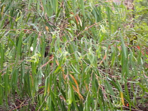 Western Australian Peppermint (Agonis flexuosa)