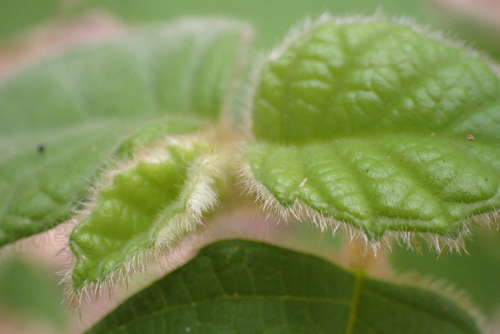 Karri Hazel (Trymalium odoratissimum)