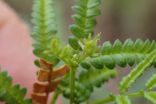 Karri Wattle (Acacia pentadenia)