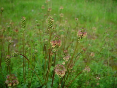 Sanguisorba minor muricata