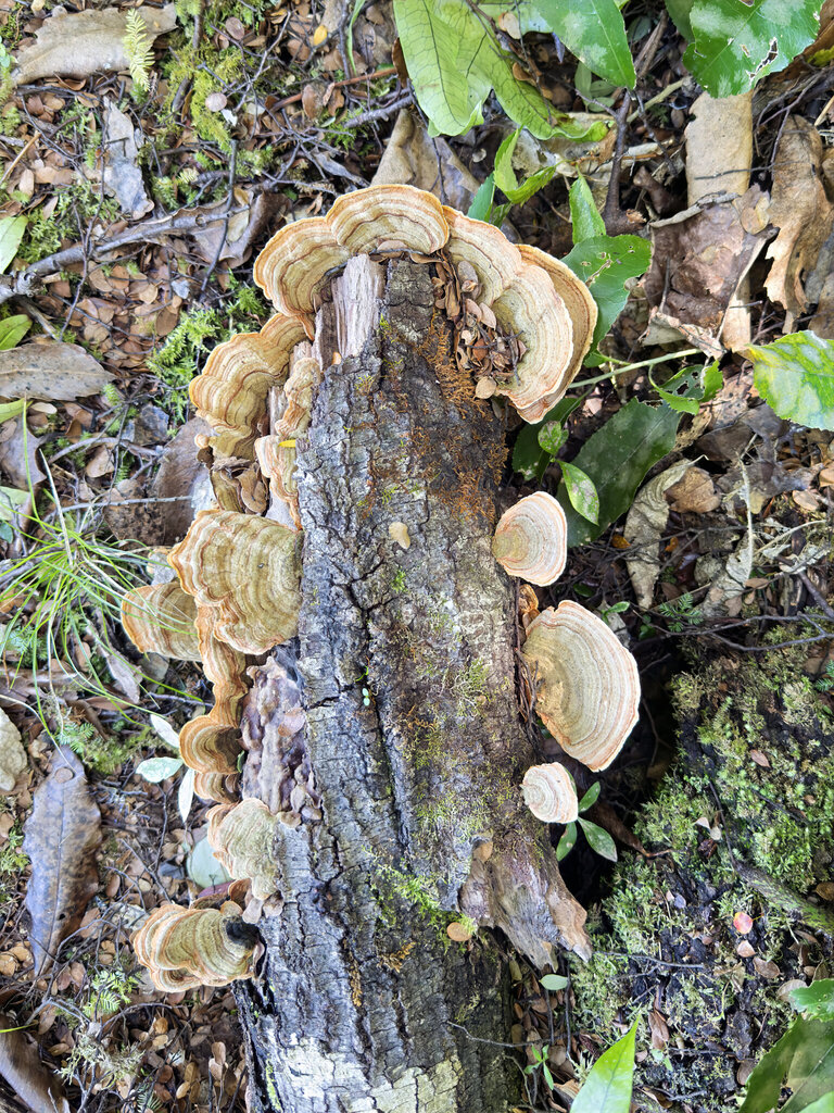 Stereum ostrea · February 2026 · photo: © jeremy_rolfe (iNaturalist, cc-by)