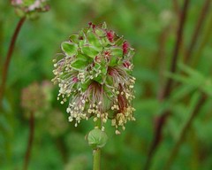 Sanguisorba minor muricata