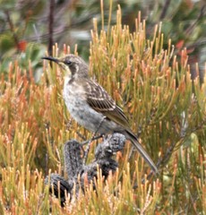 Gliciphila melanops