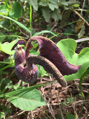 Aristolochia galeata