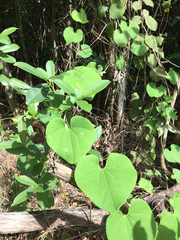 Aristolochia galeata
