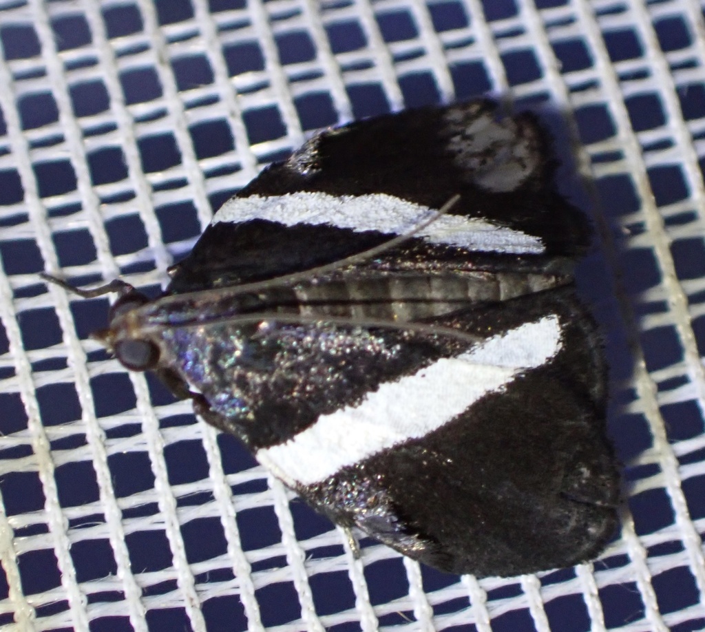 Nachaba funerea