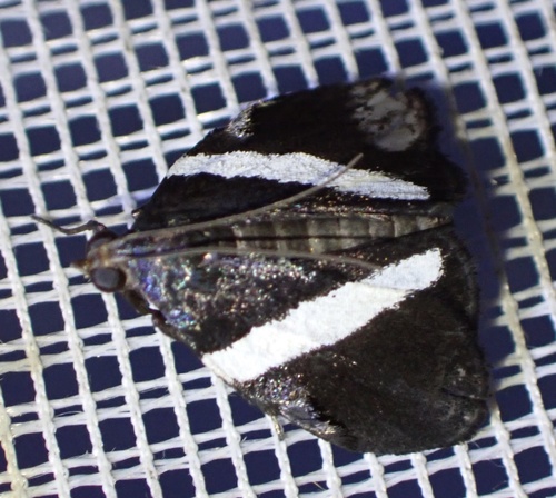 Nachaba funerea