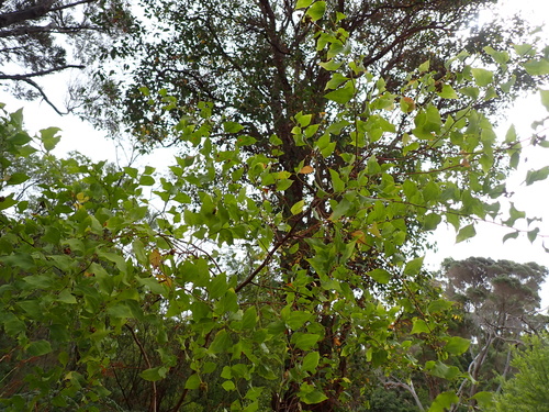 Pointed Leaved Acacia (Acacia urophylla)
