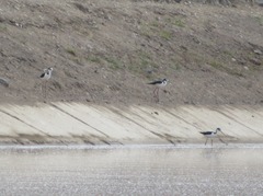 Himantopus mexicanus