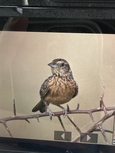 iNaturalist image