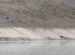 Himantopus mexicanus