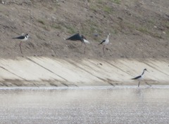 Himantopus mexicanus