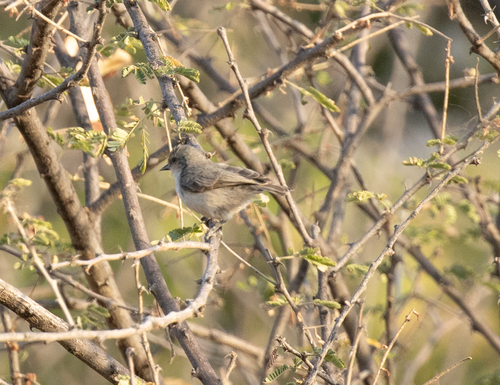 Mouse-colored Penduline Tit (Anthoscopus musculus), photo 6