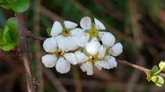 Spiraea prunifolia pseudoprunifolia