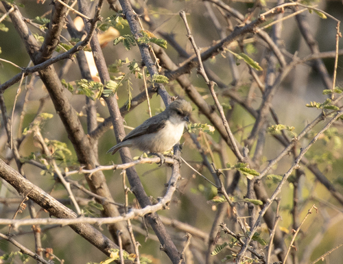 Mouse-colored Penduline Tit (Anthoscopus musculus), photo 2