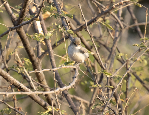 Mouse-colored Penduline Tit (Anthoscopus musculus), photo 5
