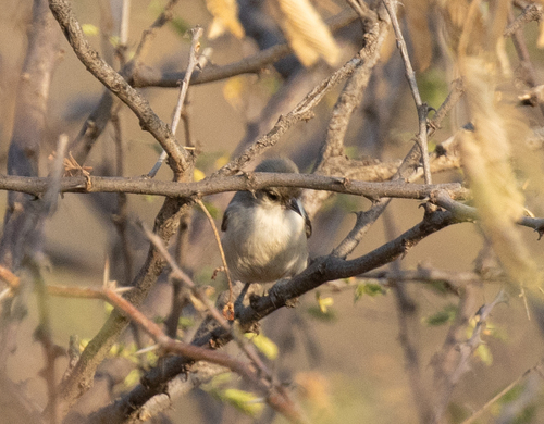 Mouse-colored Penduline Tit (Anthoscopus musculus), photo 5