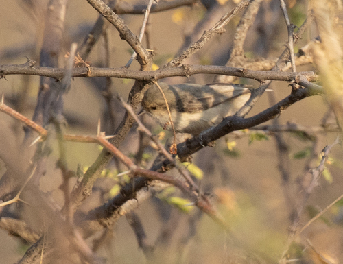 Mouse-colored Penduline Tit (Anthoscopus musculus), photo 7