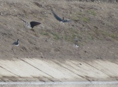 Himantopus mexicanus