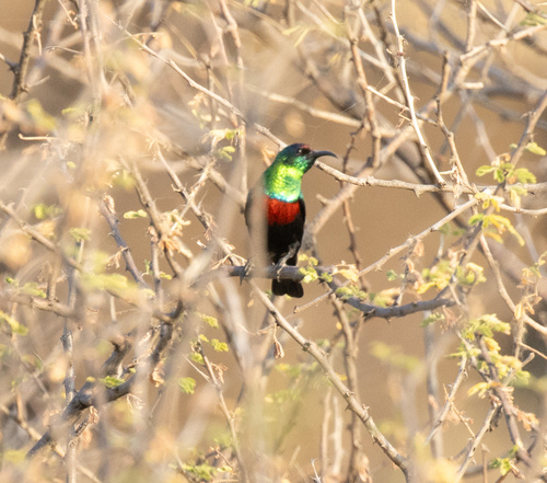 Abyssinian Sunbird (Cinnyris habessinicus), photo 1