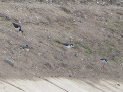 Himantopus mexicanus