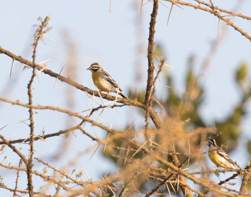 Somali Bunting (Emberiza poliopleura), photo 8