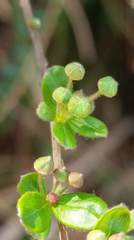 Spiraea prunifolia pseudoprunifolia
