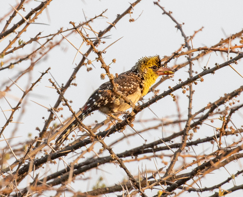 Yellow-breasted Barbet (Trachyphonus margaritatus)