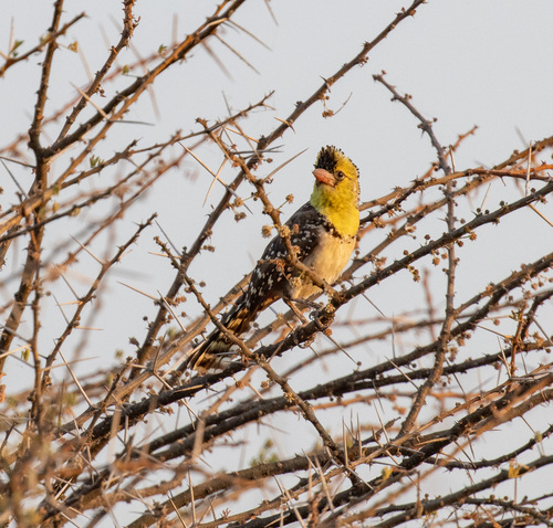 Yellow-breasted Barbet (Trachyphonus margaritatus), photo 2