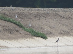 Himantopus mexicanus