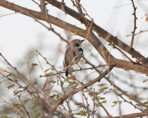 Grey-headed Batis (Batis orientalis), photo 7