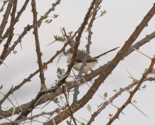 Red-fronted Prinia (Prinia rufifrons), photo 2