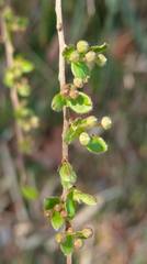 Spiraea prunifolia pseudoprunifolia