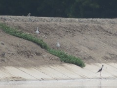 Himantopus mexicanus