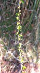 Spiraea prunifolia pseudoprunifolia