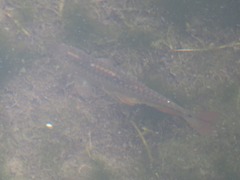 Lebiasina bimaculata