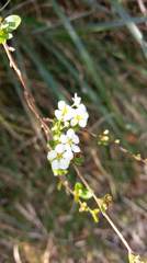 Spiraea prunifolia pseudoprunifolia